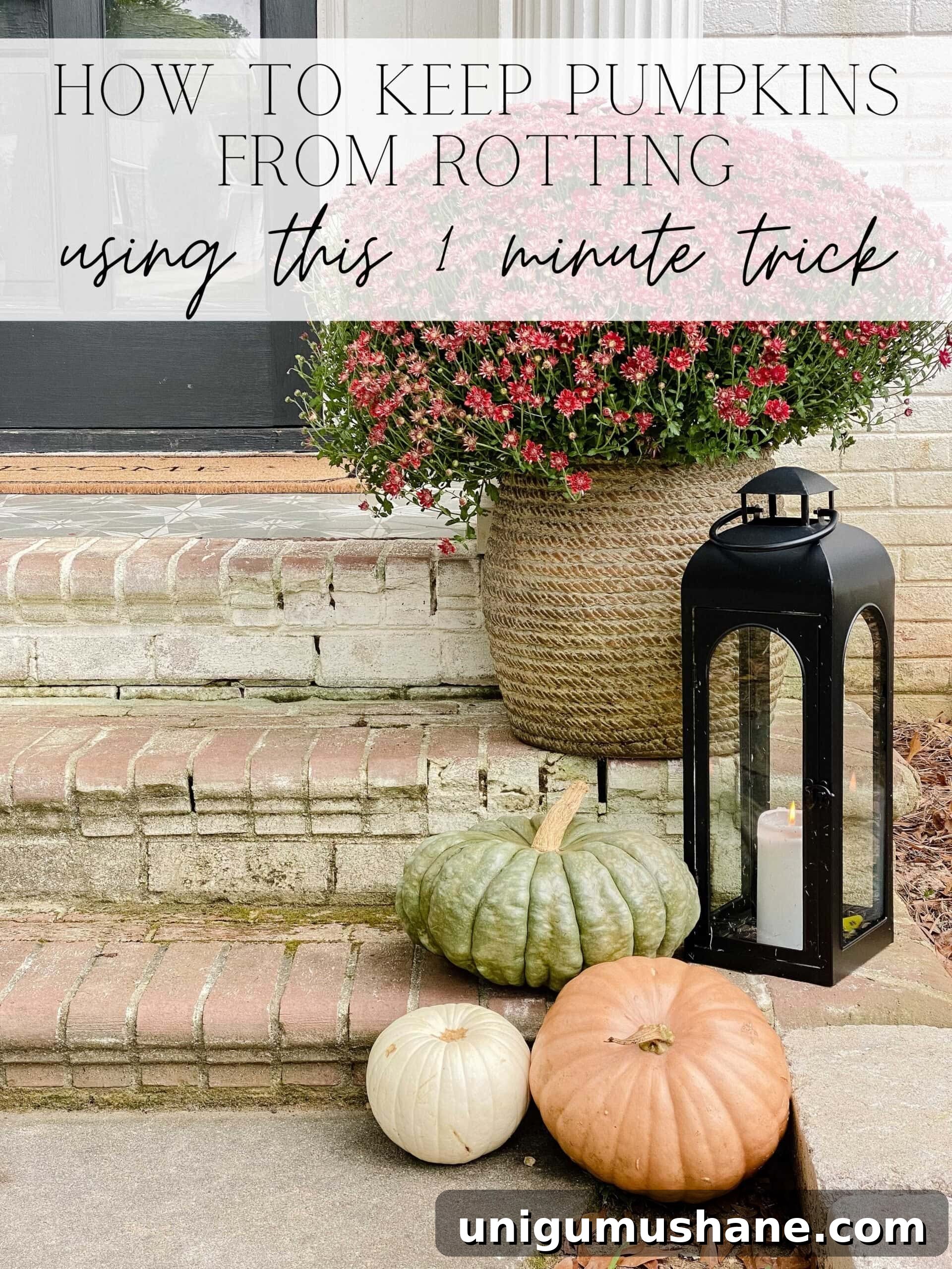 how to keep pumpkins from rotting using this 1 minute trick