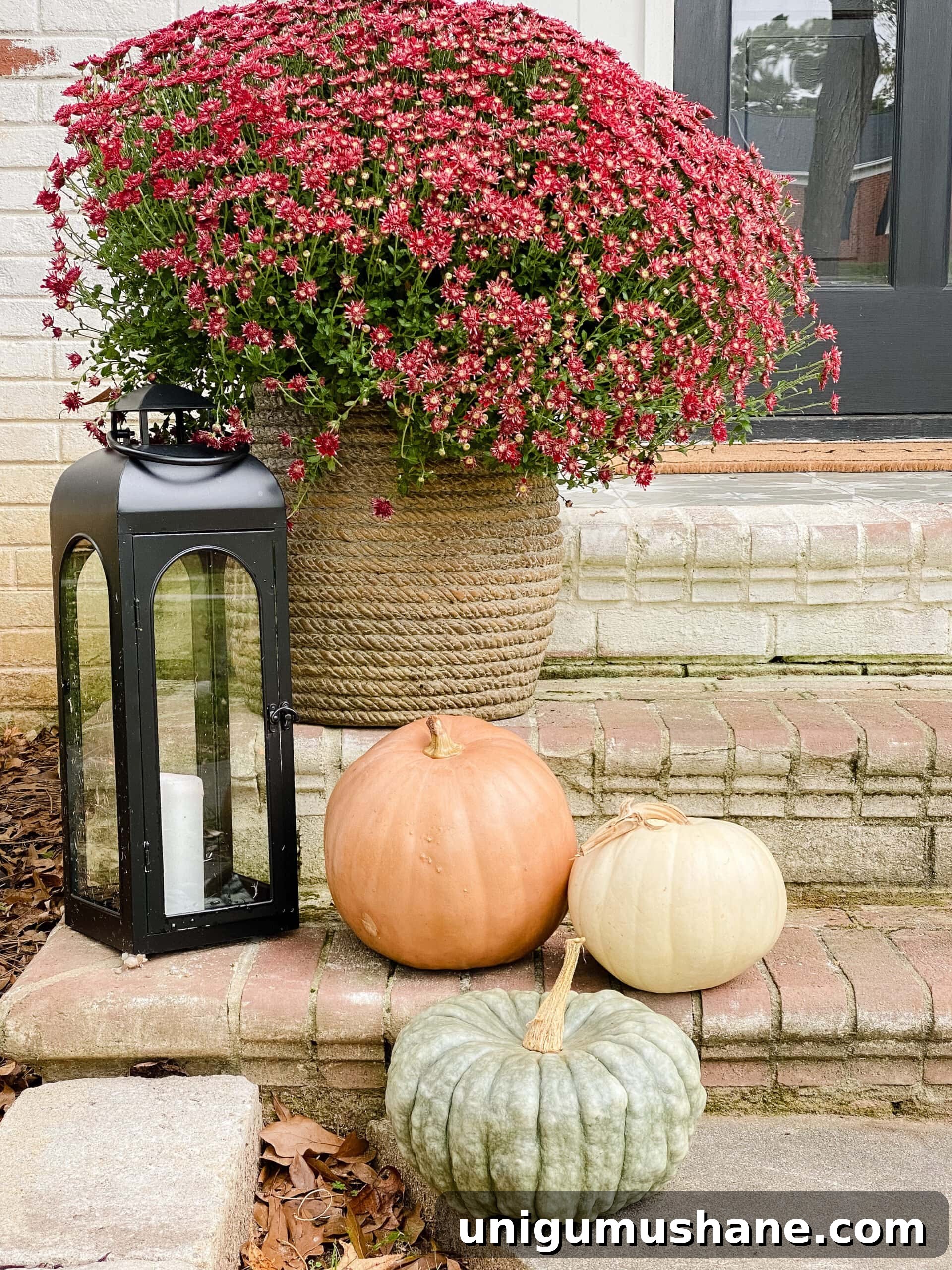 heirloom pumpkins, lantern, and burgundy mums