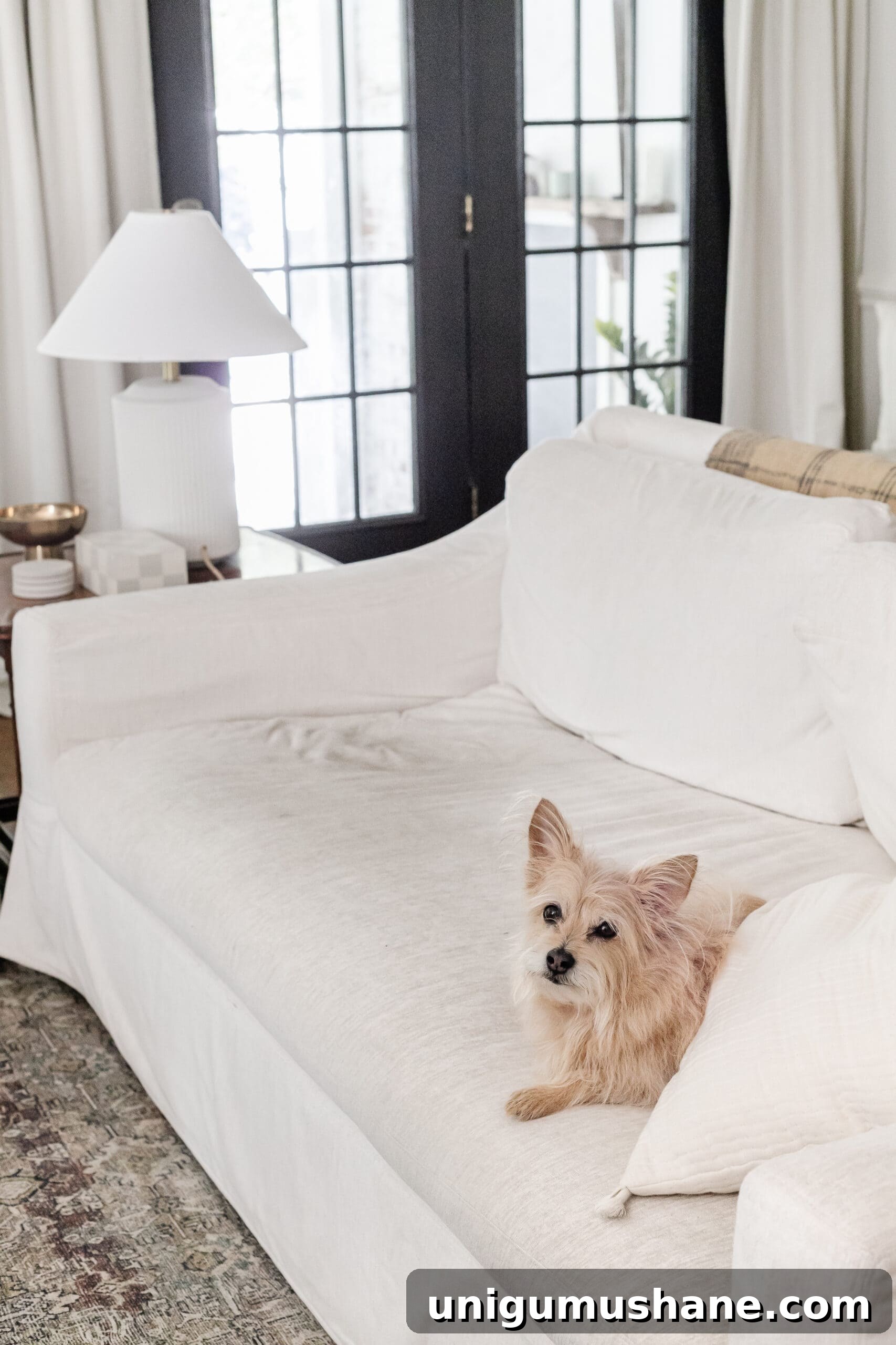dirty couch slipcover before with dog