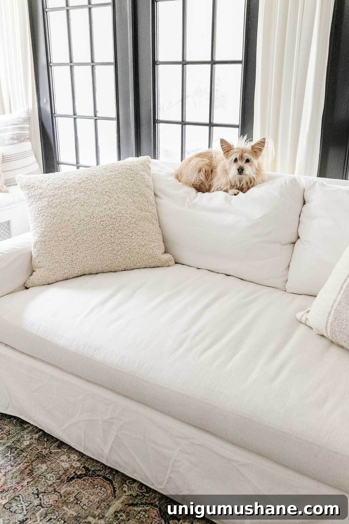 16 Natural Home Fragrance Hacks for a Fresh Smelling House 25 white sofa with dog sitting on the back