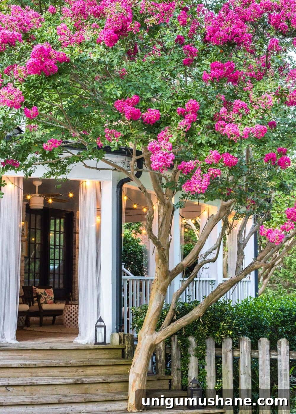 41 Budget-Friendly Backyard Projects for Outdoor Living 38 crape myrtle tree growing beside a back porch