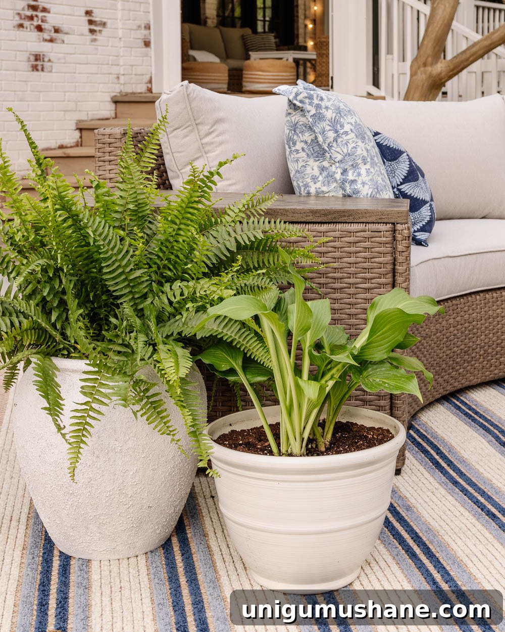 Outdoor Furniture Roundup: Save on Stylish Patio Picks 5 white planters with ferns and hostas